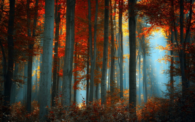 nature, Landscapes, Trees, Forests, Sunlight, Light, Autumn, Fall, Seasons, Colors, Fog, Mist, Haze HD Wallpaper Desktop Background