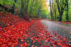 nature, Landscapes, Leaves, Trees, Forests, Roads, Colors, Autumn, Fall, Seasons