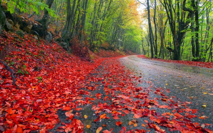 nature, Landscapes, Leaves, Trees, Forests, Roads, Colors, Autumn, Fall, Seasons HD Wallpaper Desktop Background