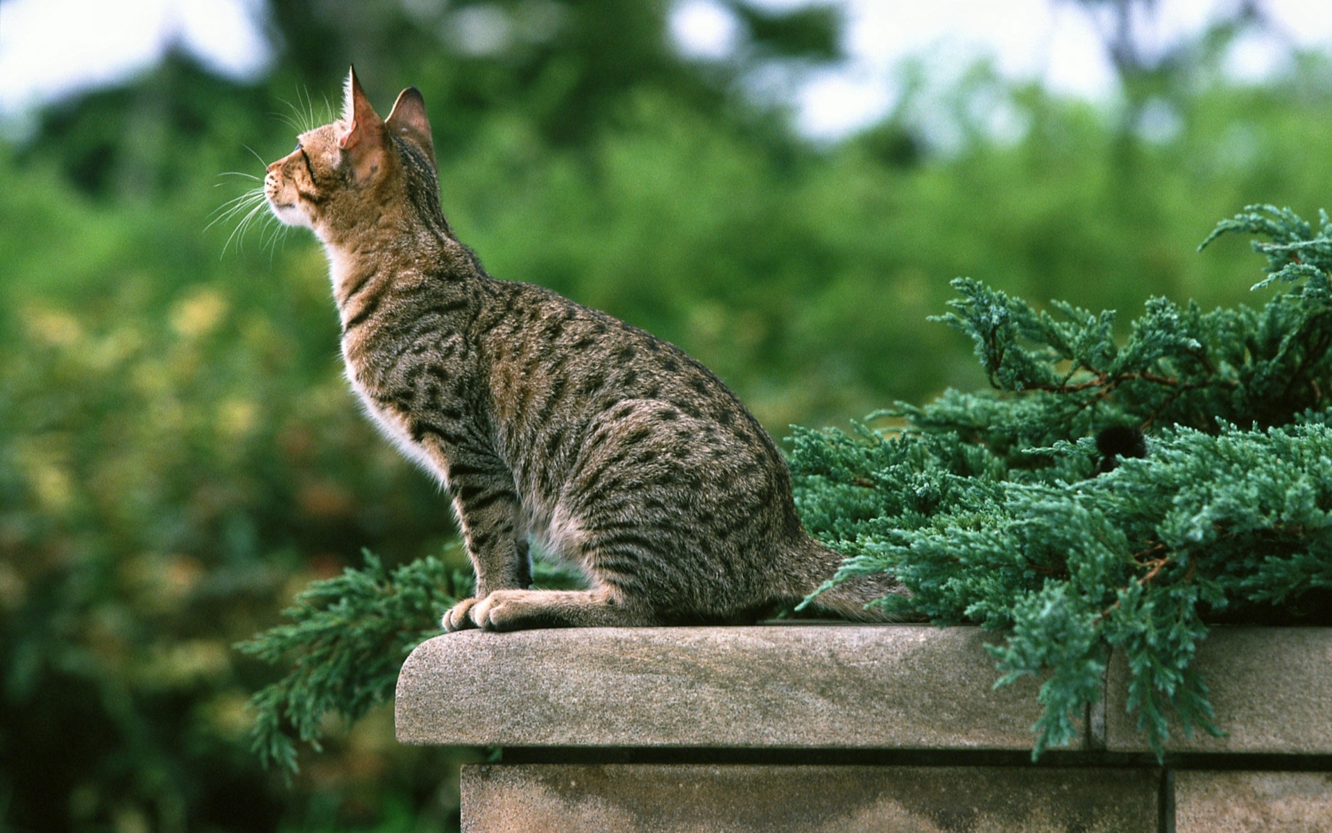 animals, Cats, Plants, Photography, Pose, Nature, Wall, Architecture, Balcon Wallpaper