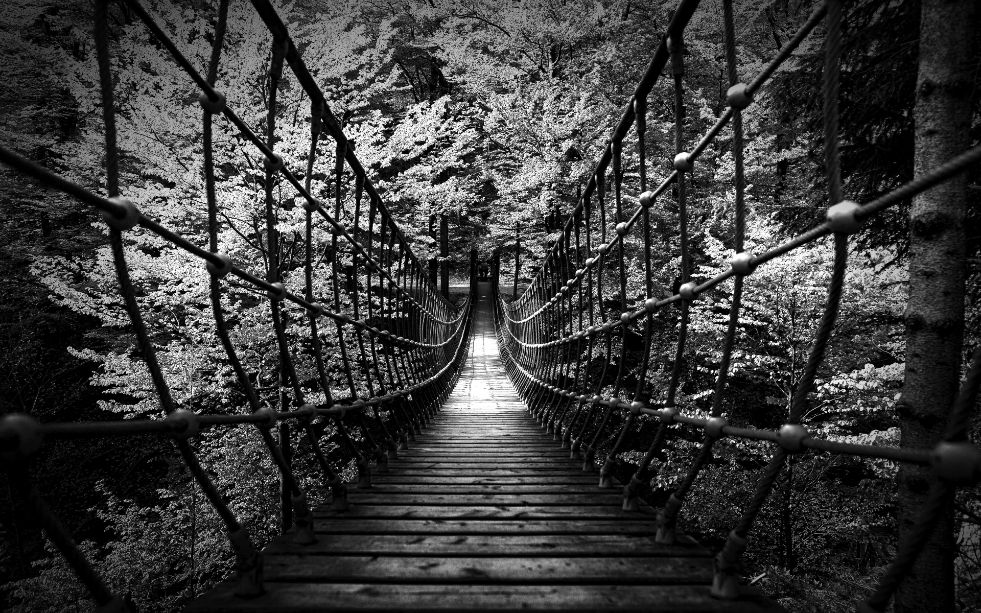 monochrome, Black, White, B w, Landscapes, Nature, Wood, Rope, Scary