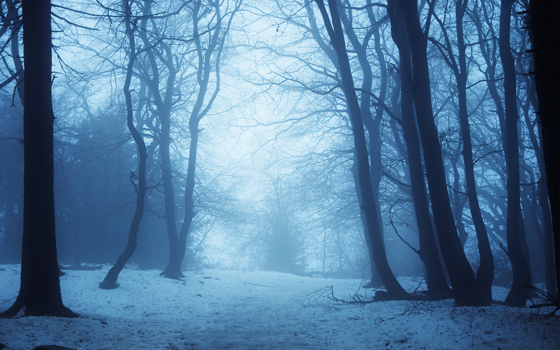 nature, Landscape, Trees, Forest, Path, Road, Haze, Fog, Mist, Blue Wallpaper