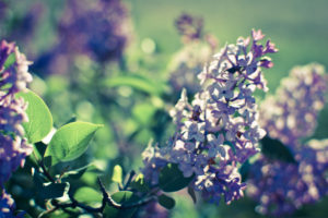 lilac, Bushes, In, Full, Bloom