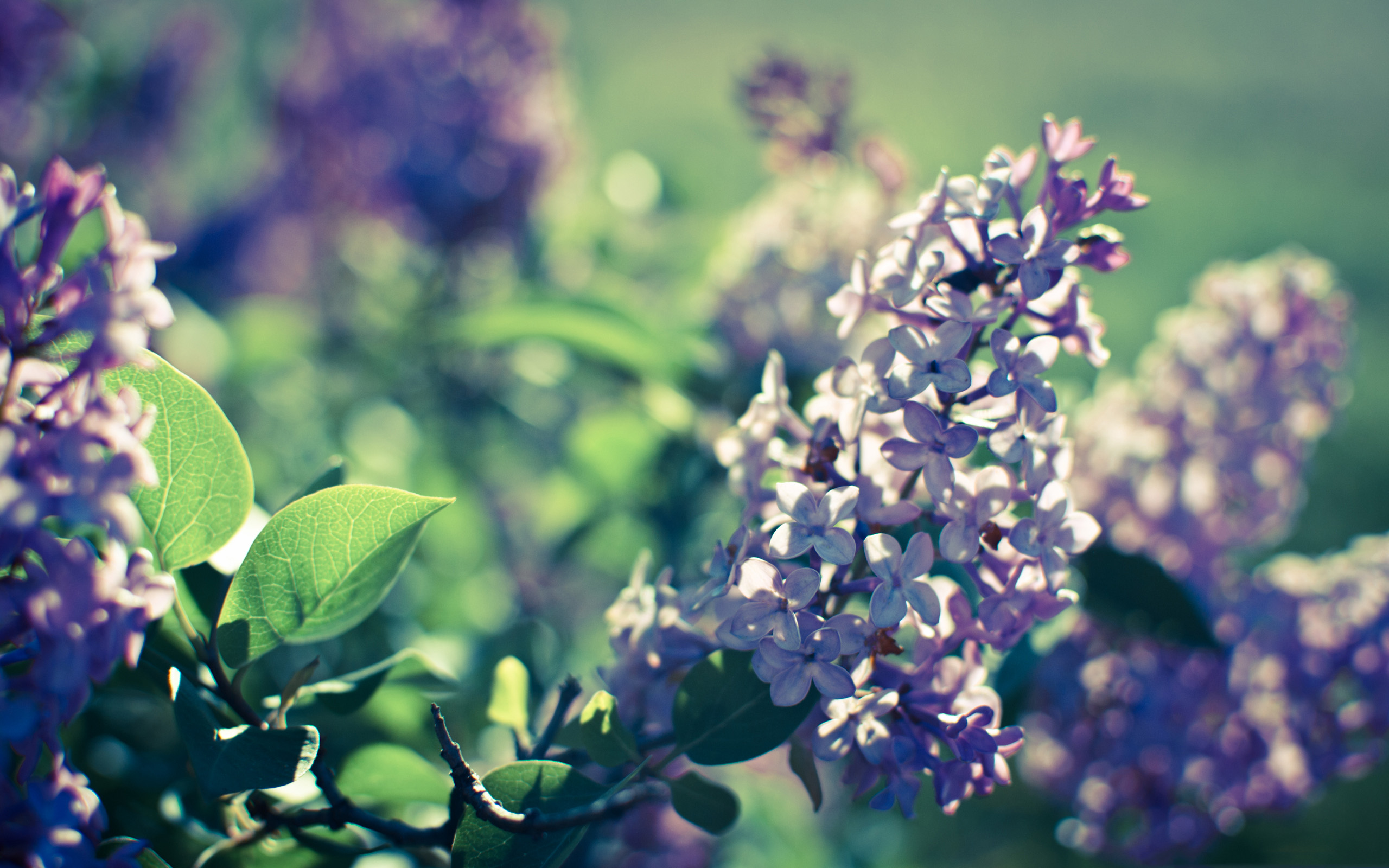 lilac, Bushes, In, Full, Bloom Wallpaper