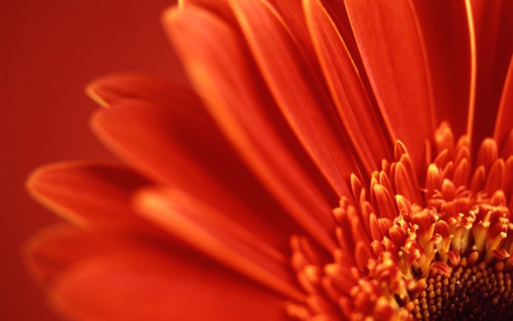 red, Flowers, Flower, Petals, Gerbera, Flower, Gerber, Daisy HD Wallpaper Desktop Background