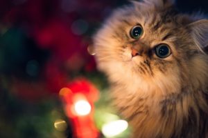 holiday, Christmas, Seasonal, Animals, Cats, Light, Fur, Face, Eyes, Nose, Ears
