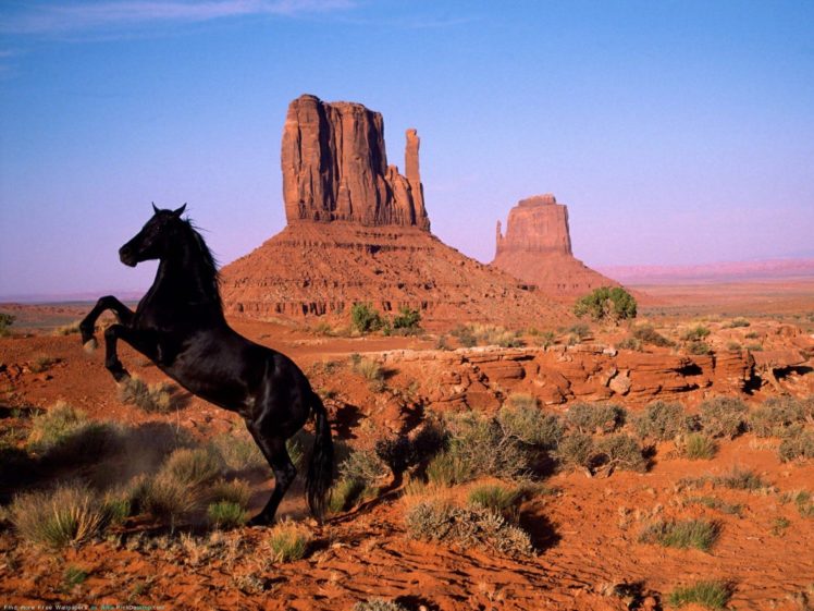 landscapes, Animals, Horses HD Wallpaper Desktop Background