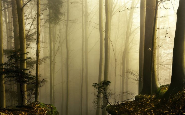 trees, Forests, Fog HD Wallpaper Desktop Background