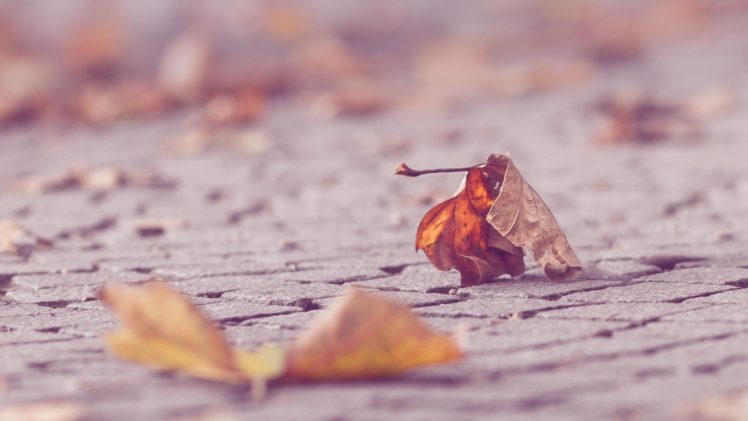 leaves, Depth, Of, Field HD Wallpaper Desktop Background