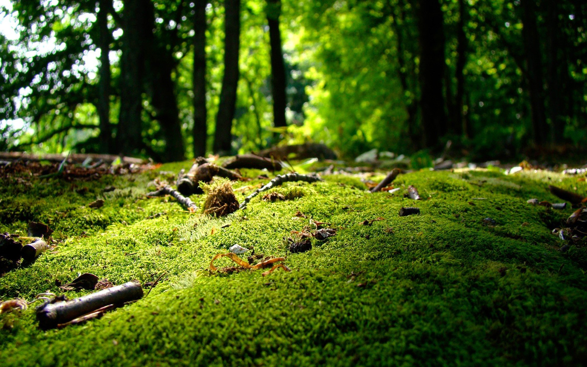 green, Trees, Forests, Moss Wallpaper