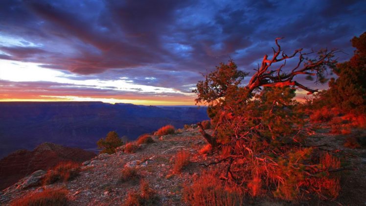 sunset, Point, Usa, Arizona, Grand, Canyon, National, Park, Bushes HD Wallpaper Desktop Background