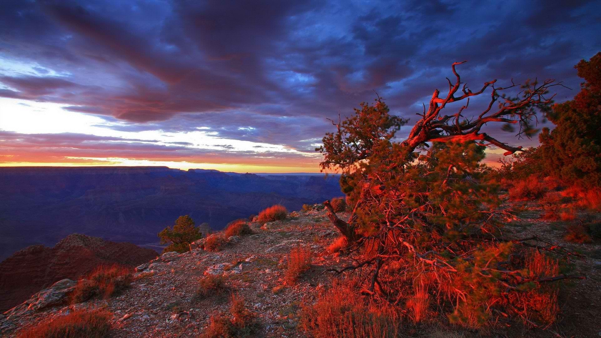 sunset, Point, Usa, Arizona, Grand, Canyon, National, Park, Bushes Wallpaper