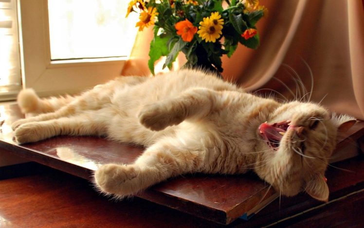 flowers, Cats, Animals, Yawns HD Wallpaper Desktop Background