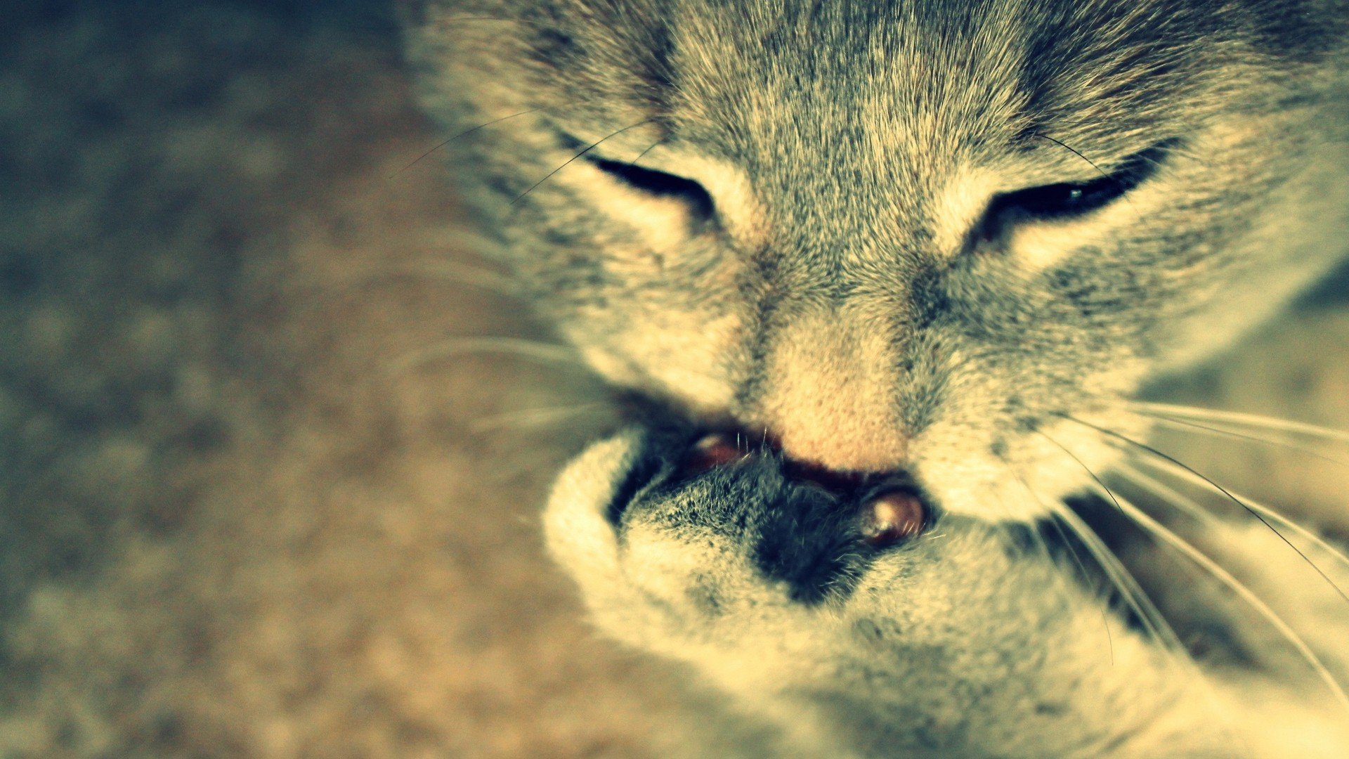 nature, Cats, Animals Wallpaper