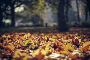 nature, Autumn, Forests, Leaves, Bokeh, Depth, Of, Field