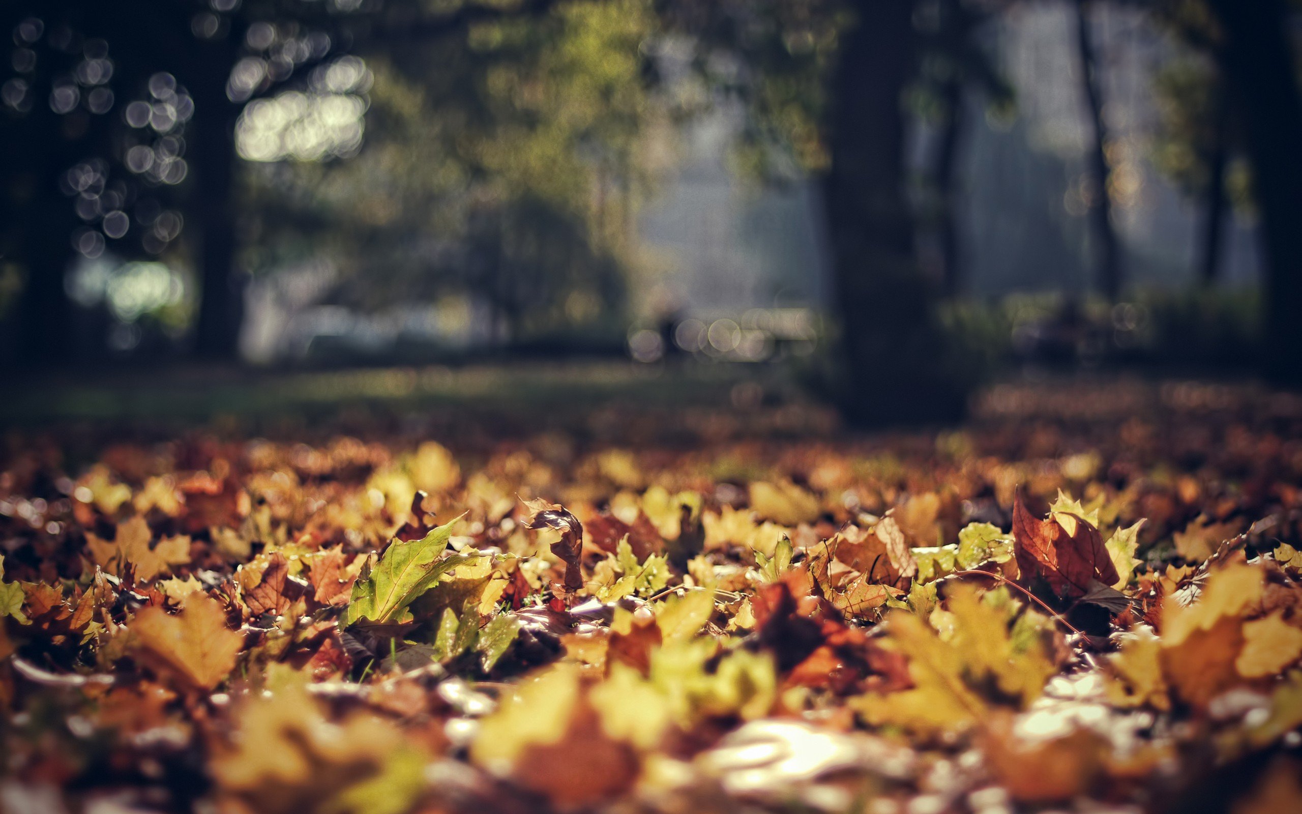 nature, Autumn, Forests, Leaves, Bokeh, Depth, Of, Field Wallpaper