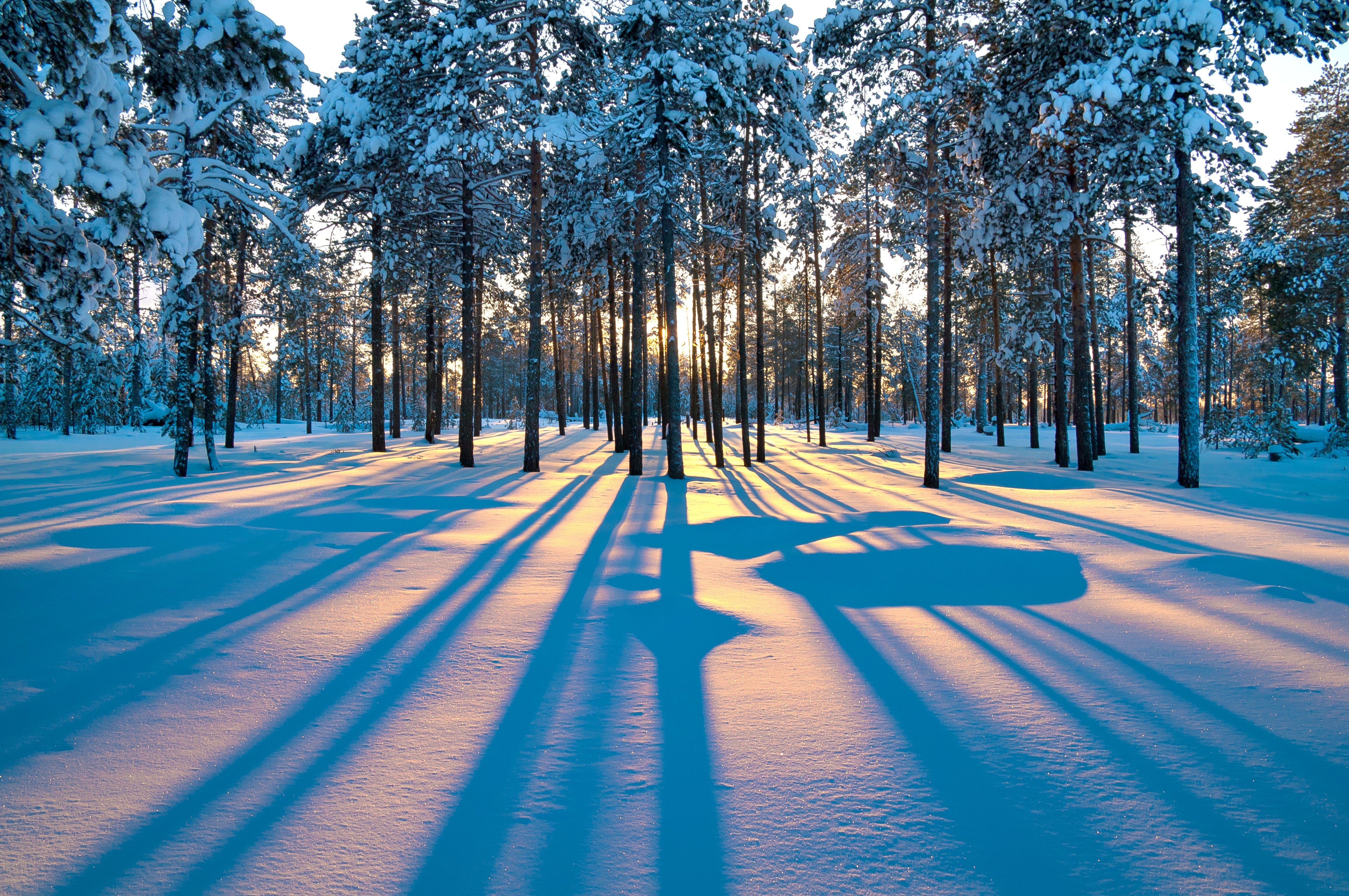 forest, Sunrise, Winter, Trees Wallpaper