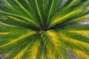 palm, Leaves, Nature