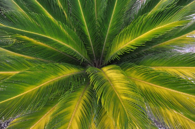 palm, Leaves, Nature HD Wallpaper Desktop Background