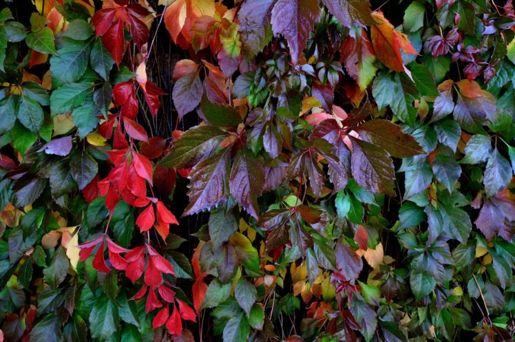 plant, Leaves, Branches, Nature HD Wallpaper Desktop Background