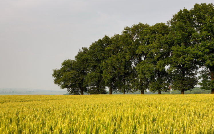 nature, Landscapes, Fields, Grass, Wheat, Farm, Trees, Sky HD Wallpaper Desktop Background