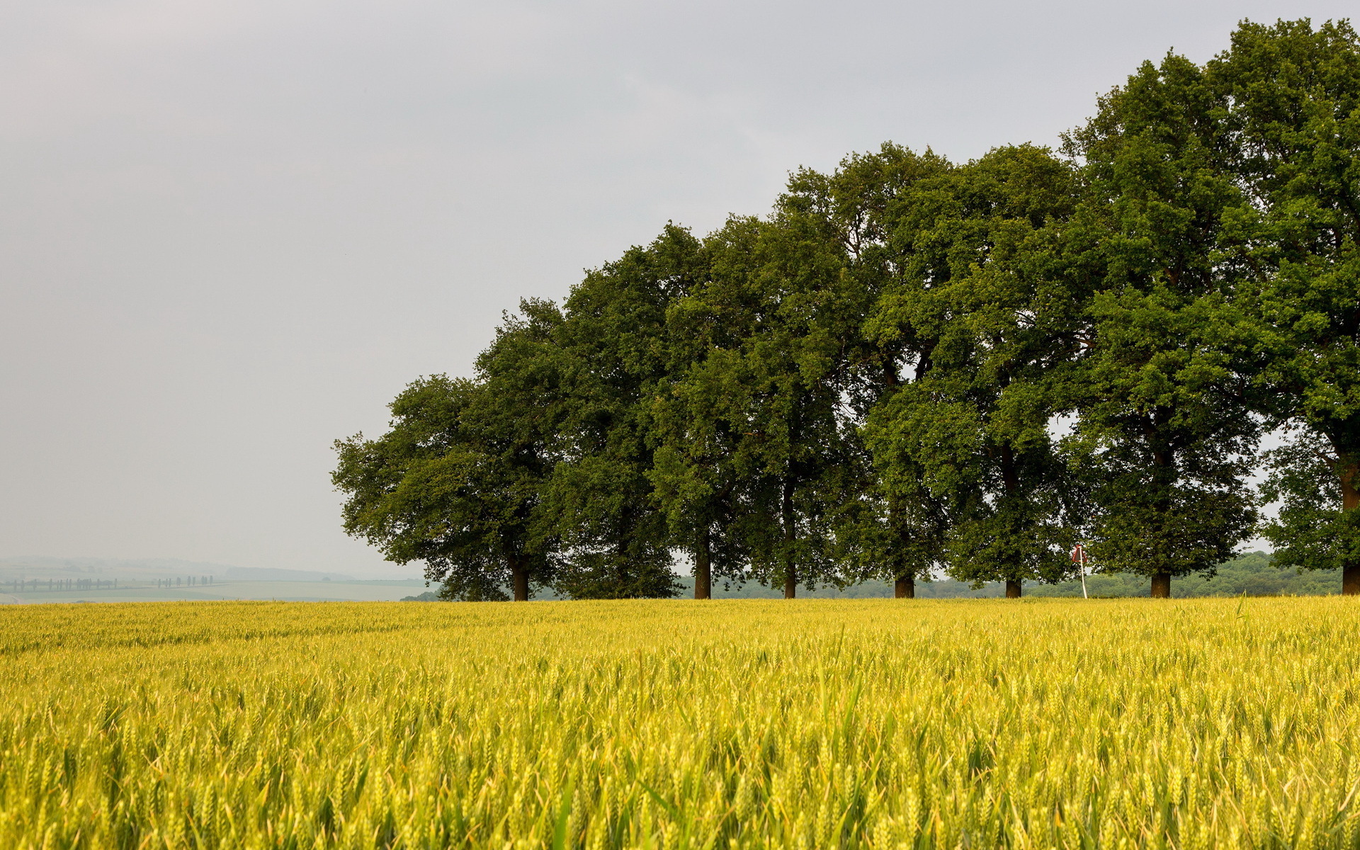 nature, Landscapes, Fields, Grass, Wheat, Farm, Trees, Sky Wallpaper