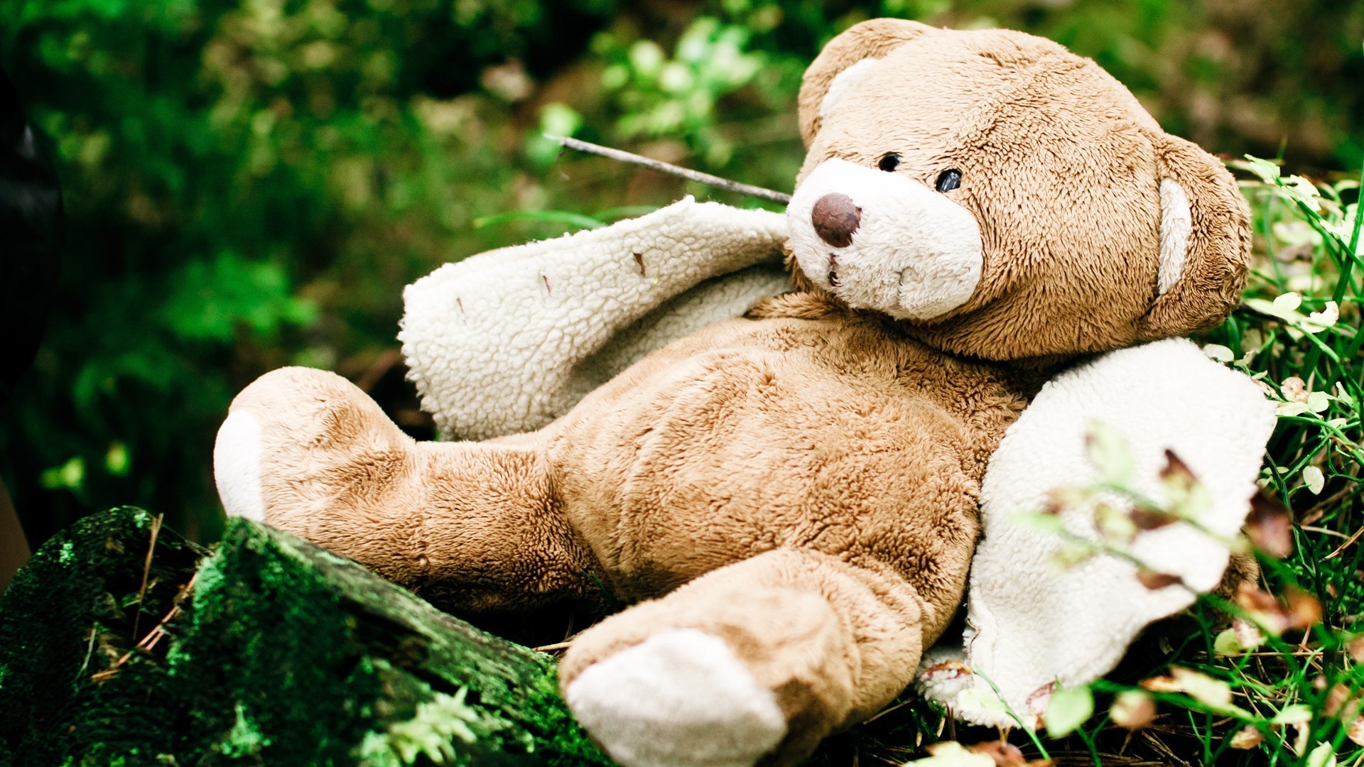 teddy, Bear, Toys, Stuffed, Cute, Children, Humor, Funny, Photography Wallpaper