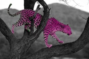 trees, Animals, Leopards, Selective, Coloring, Spotted