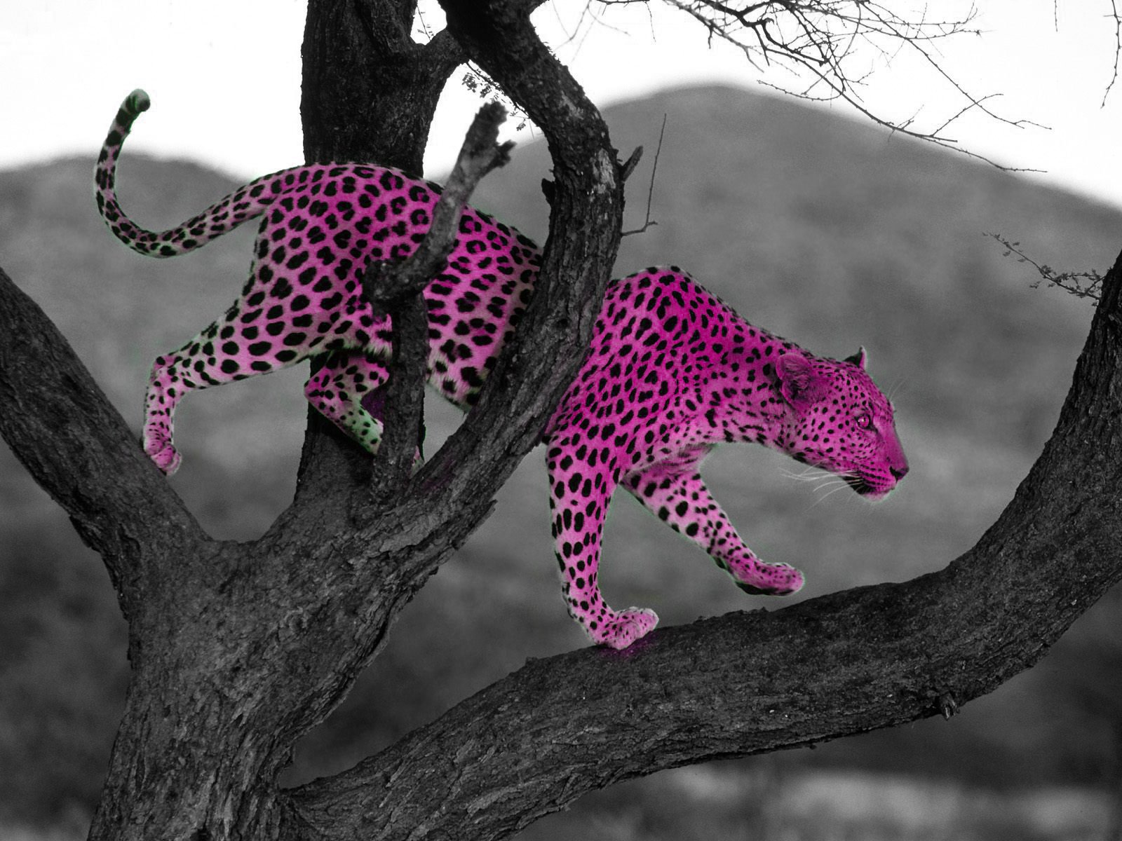 trees, Animals, Leopards, Selective, Coloring, Spotted Wallpaper
