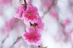 nature, Cherry, Blossoms