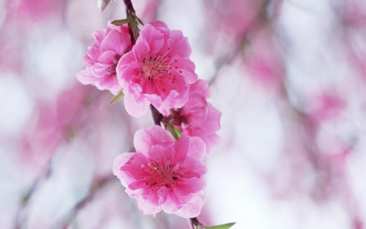 nature, Cherry, Blossoms HD Wallpaper Desktop Background