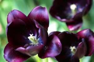 tulips, Purple, Flowers