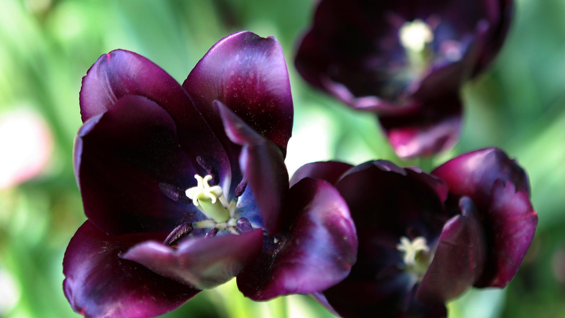 tulips, Purple, Flowers Wallpaper