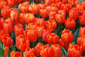 flowers, Tulips
