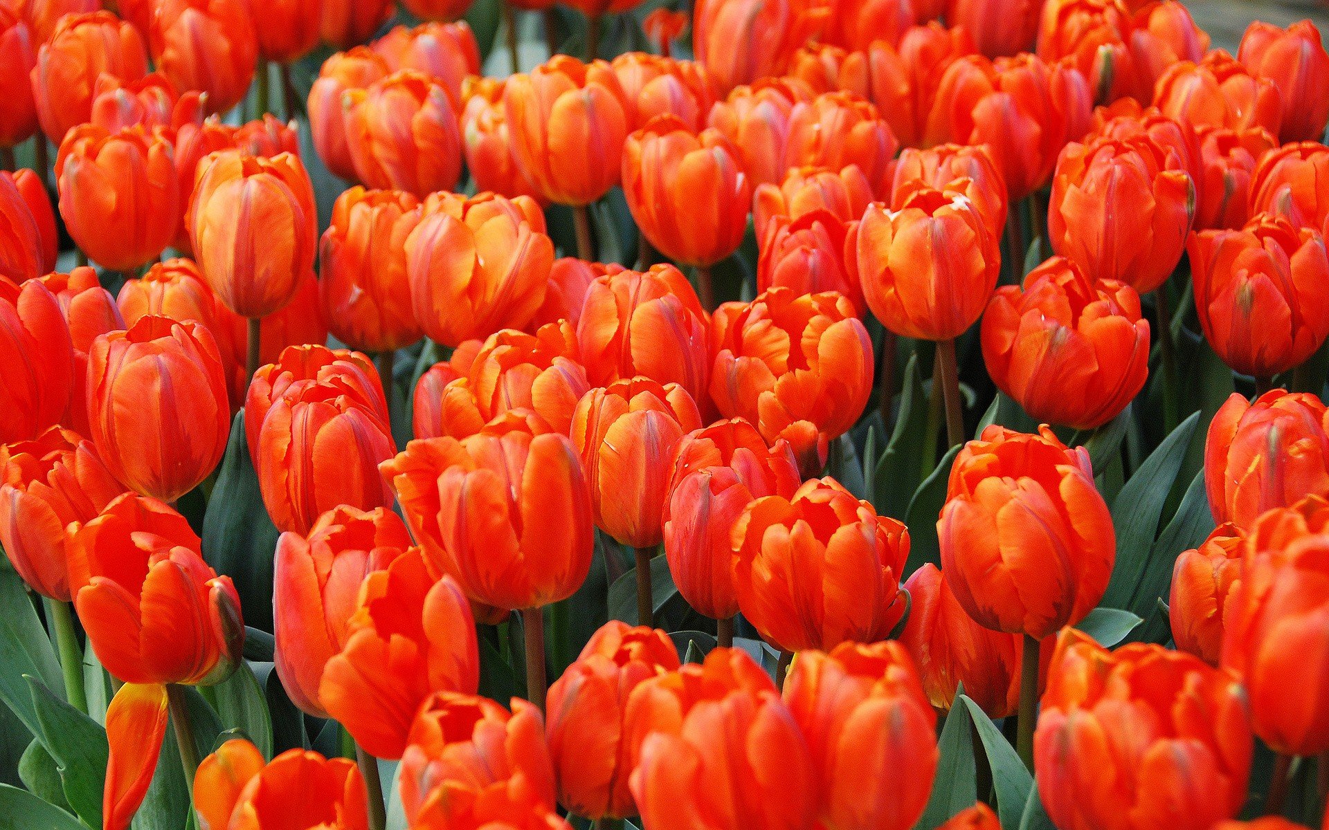 flowers, Tulips Wallpaper