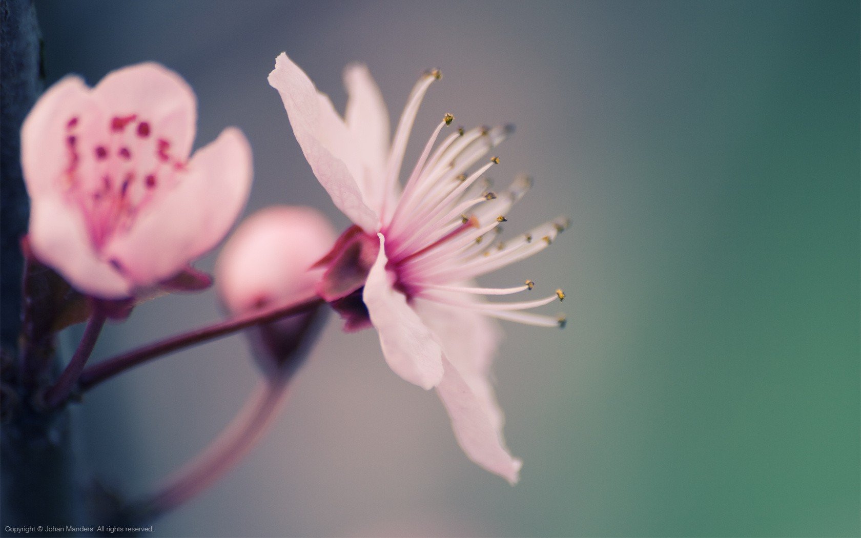 nature, Flowers, Macro, Blossom Wallpaper
