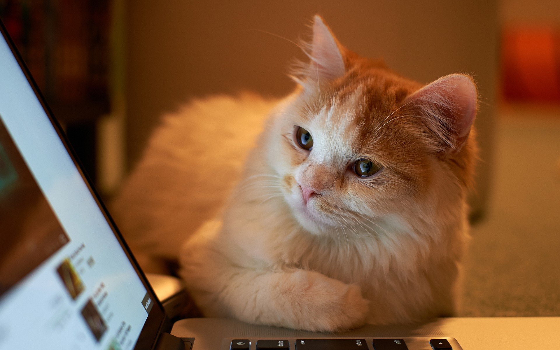 cats, Animals Wallpaper