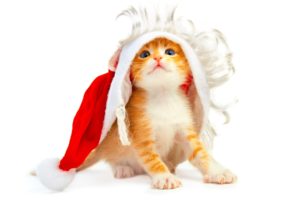 holidays, Christmas, Seasonal, Cats