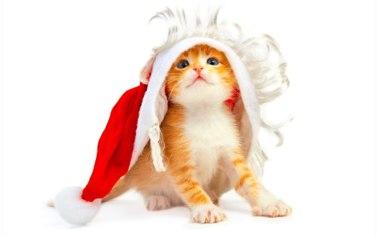holidays, Christmas, Seasonal, Cats HD Wallpaper Desktop Background