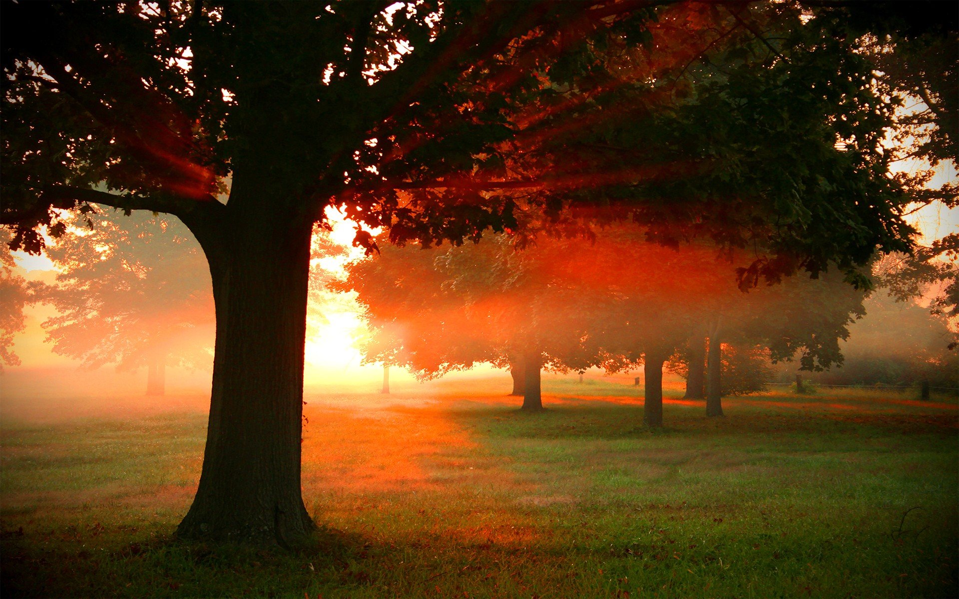 nature Wallpaper