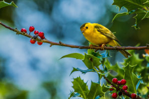 animals, Birds, Photography, Berry, Leaves, Nature, Wildlife, Trees