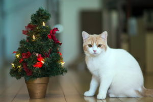holidays, Christmas, Seasonal, Cats