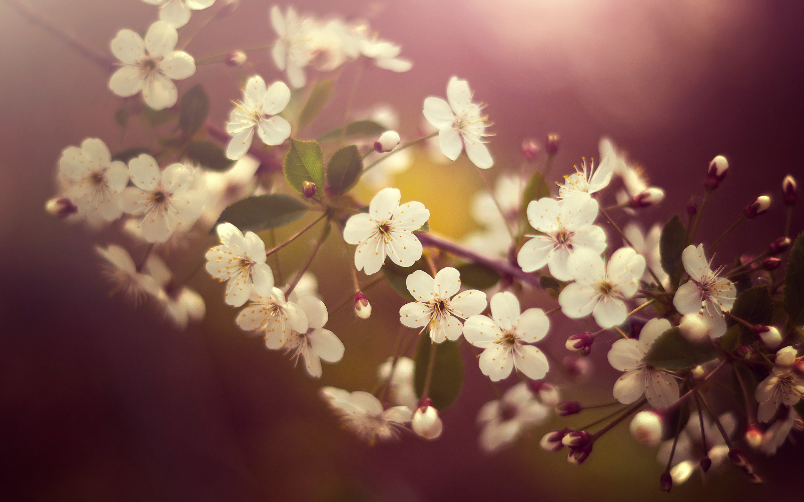 white, Cherry, Blossom Wallpapers HD / Desktop and Mobile Backgrounds