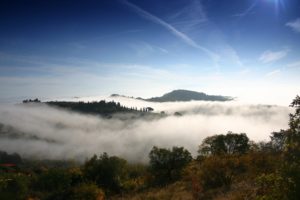 fog, Mist, Trees