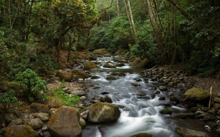 forest, Jungle, River, Rocks, Stones, Moss, Trees HD Wallpaper Desktop Background