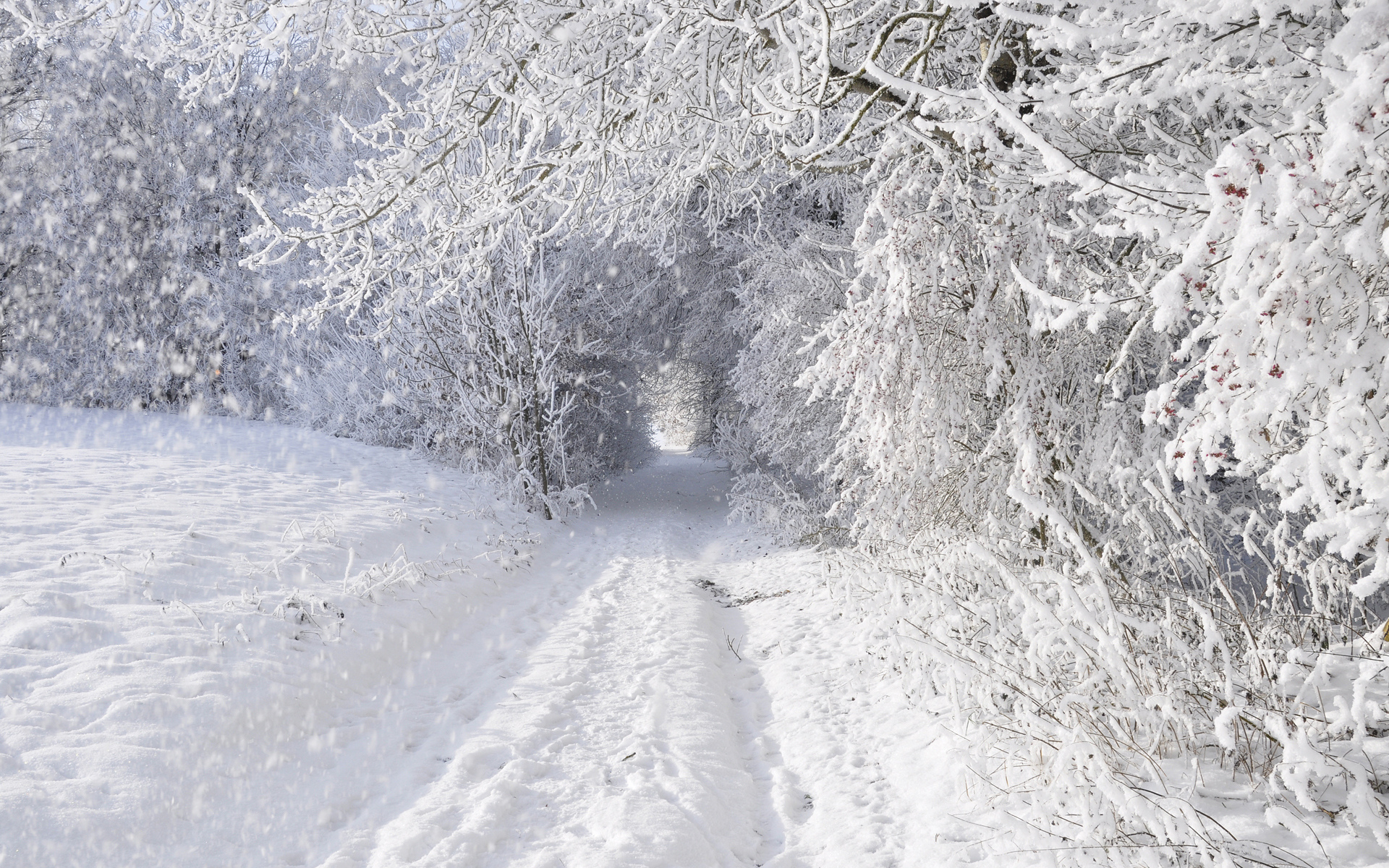 nature, Landscapes, Winter, Snow, Snowing, Snowflake, Snowfall, Roads, Trees, Forest, Storm, Blizzard, White, Seasons, Tunnel Wallpaper
