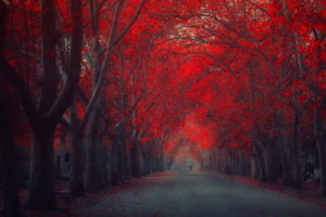 nature, Landscapes, Roads, Path, Trees, Park, Forests, Leaves, Autumn, Fall, Seasons, People, Couple, Love, Romance, Mood, Emotion, Art, Artistic, Painting, Colors, Red