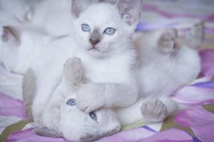 animals, Cats, Kittens, Babies, White, Soft, Fur, Face, Play, Sibling, Paw, Nose, Mouth, Feet, Cute, Feline