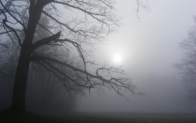 sunlight, Trees, Fog, Mist HD Wallpaper Desktop Background