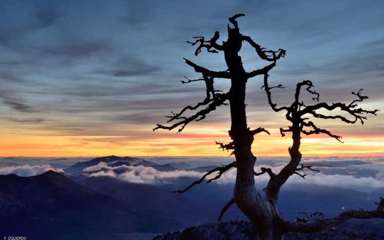 tree, Sunset, Clouds, Landscape, Mountains HD Wallpaper Desktop Background